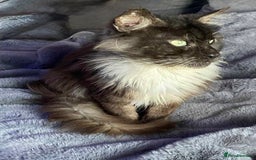 Maine Coon cats for sale: Handsome Maine Coon Male - Image 2