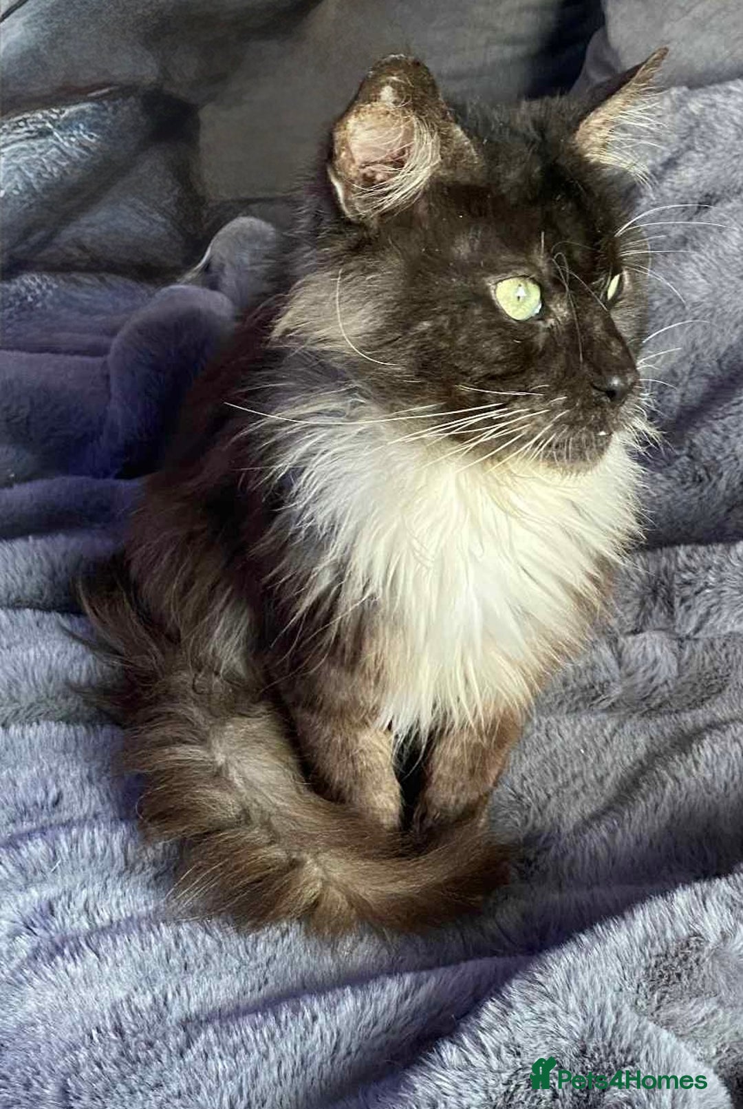 Maine Coon cats for sale: Handsome Maine Coon Male - Image 2