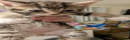 Mixed Breed cats for sale: 3 kittens ready now  in Brighton - Advert 5