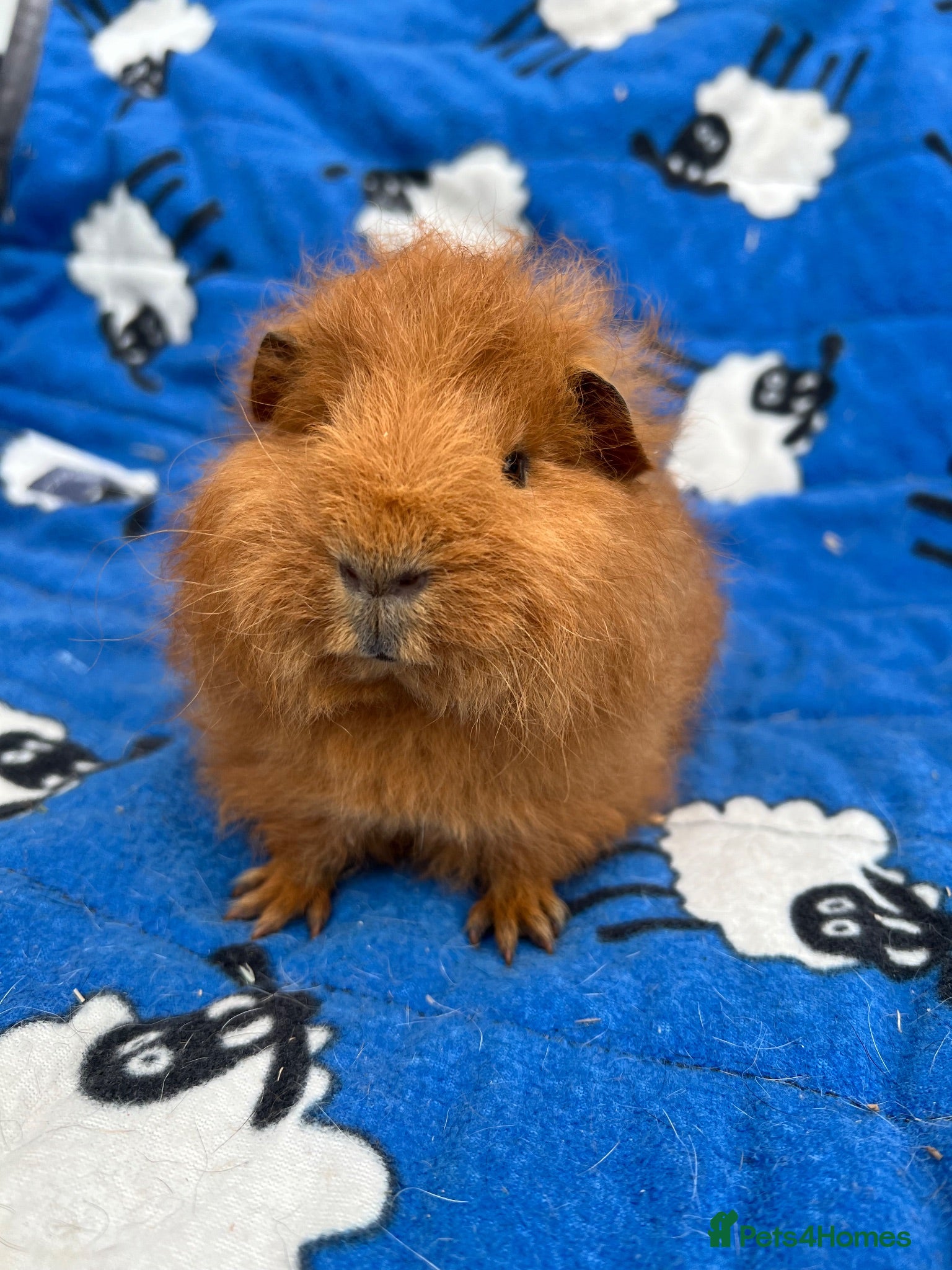 Guinea Pig rodents Purebred Swiss Guniea pig  - Advert 12