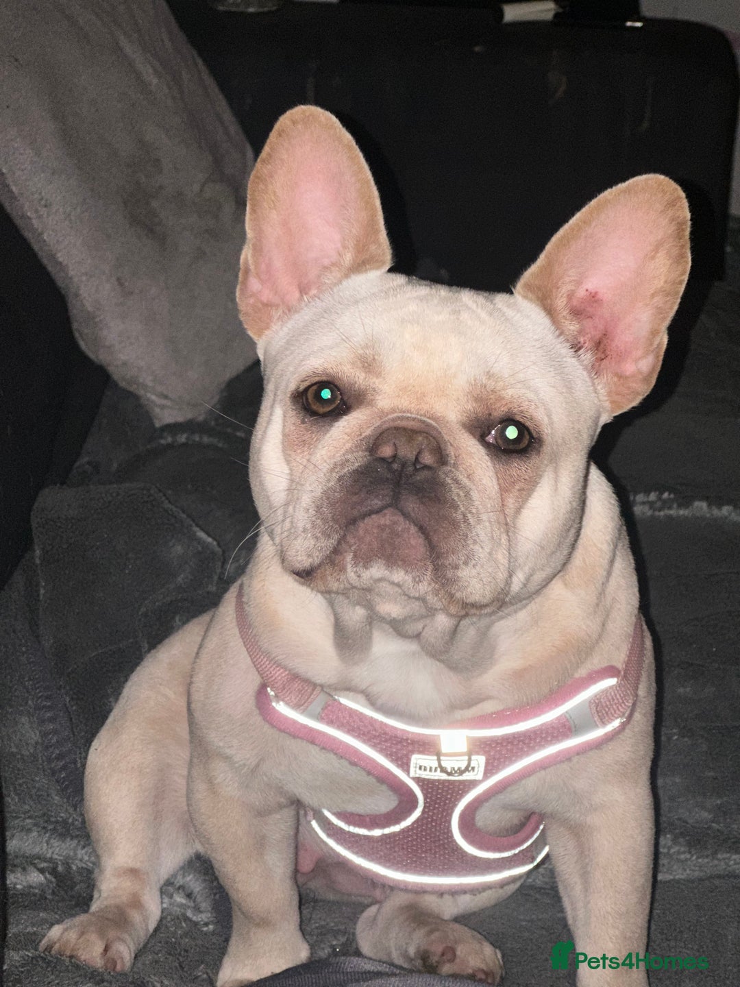 French Bulldog dogs for sale: French bulldog - Image 15