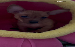 Russian Toy Terrier dogs for sale: For sale KC puppies - Image 15