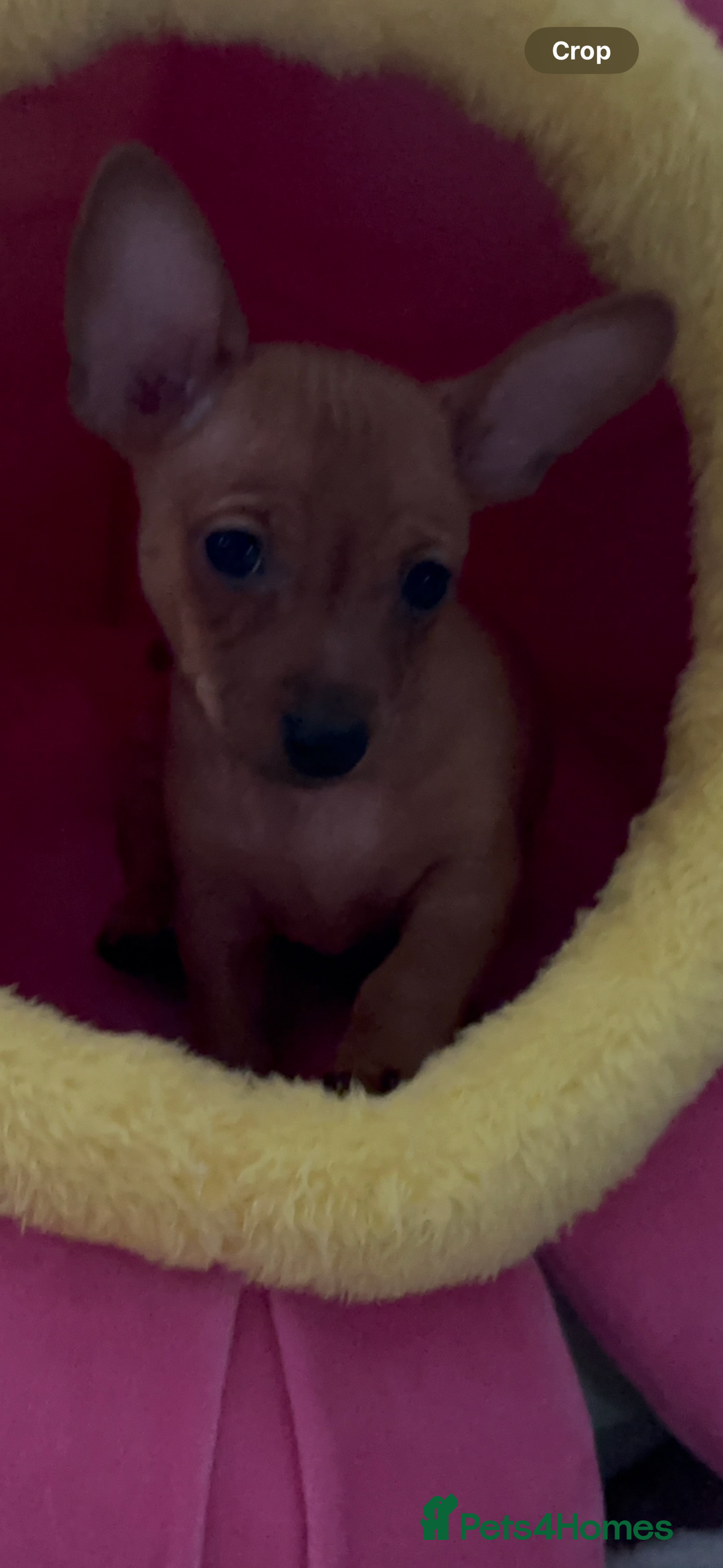 Russian Toy Terrier dogs for sale: For sale KC puppies - Image 15