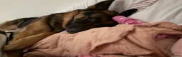German Shepherd dogs for sale: 1 year old german shepherd  in Doncaster - Advert 4