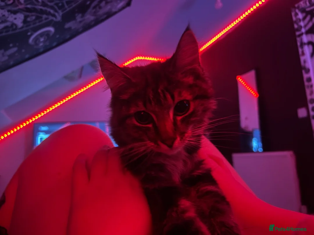Maine Coon cats for sale: Peble in Newton-le-Willows - Advert 2