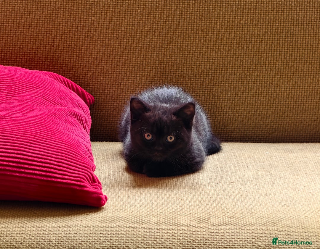 Scottish Fold cats for sale: 4 lovely kittens looking for new family  - Image 31