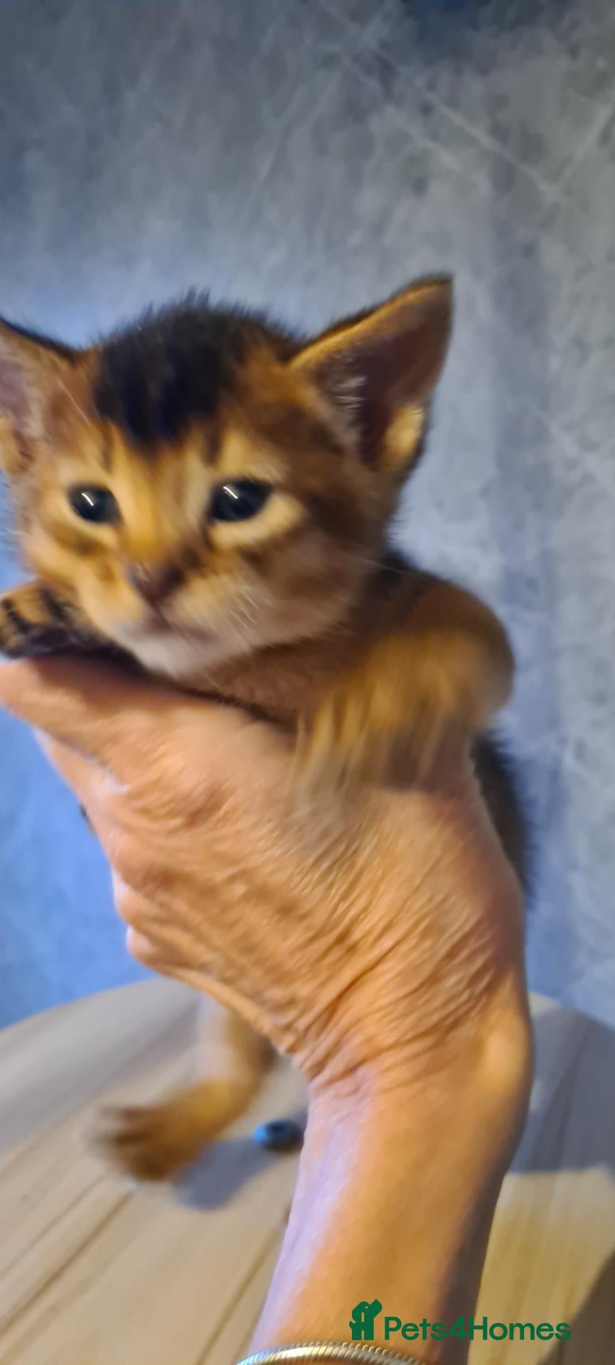 Abyssinian cats 4 Abysinnian registered boys - Advert 6