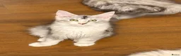 Maine Coon cats for sale: Sweet Maine coons TICA Register  - Advert 16