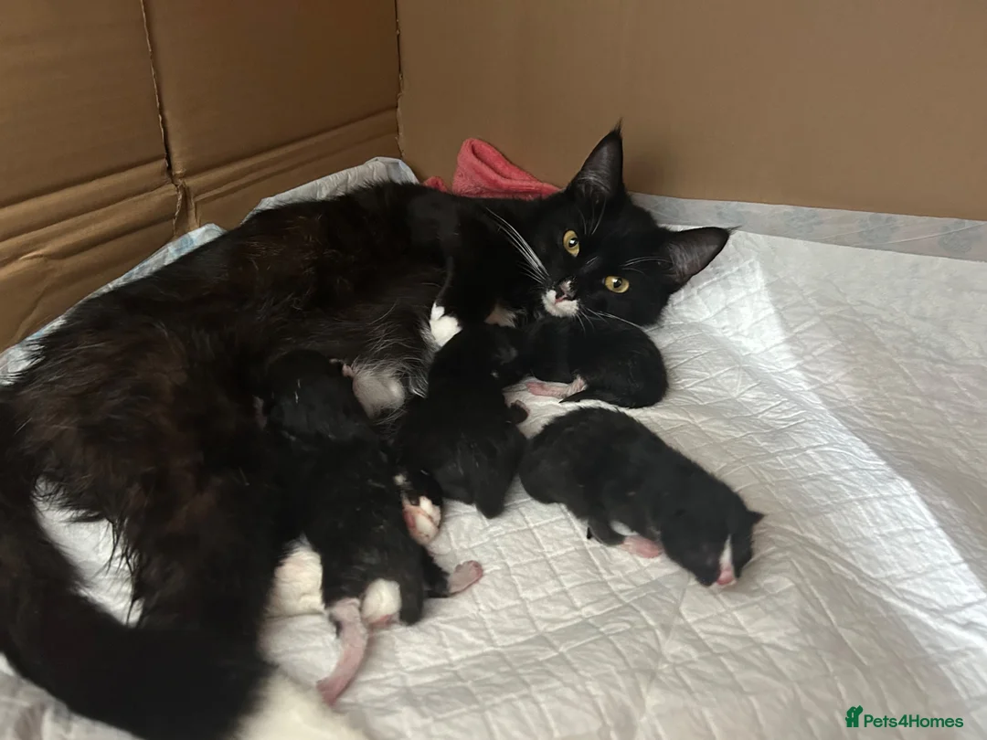 Domestic Shorthair cats for sale: 2 Beautiful loving male kittens need loving homes - Advert 1