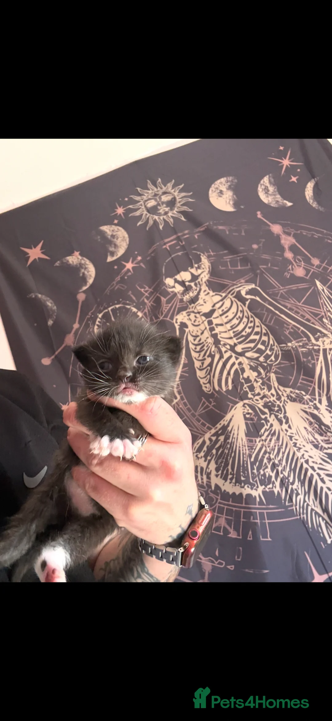 Mixed Breed cats for sale: Female kitten  in Edinburgh - Advert 2