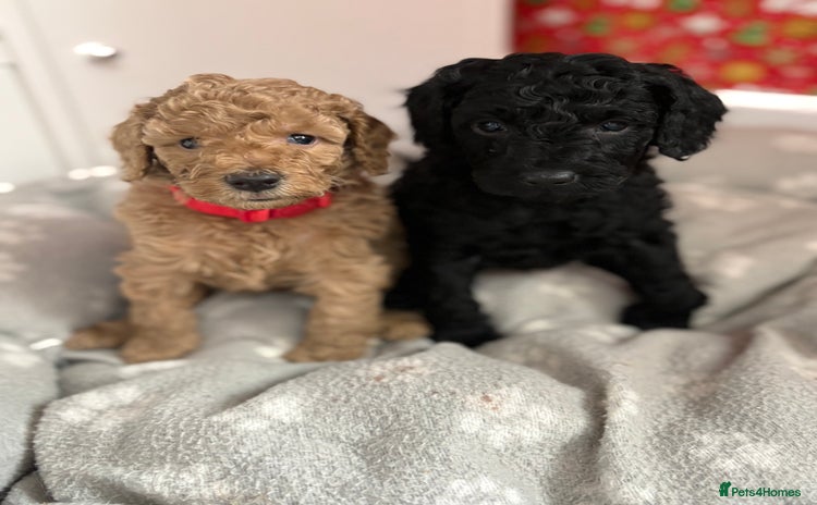 Cavapoochon dogs Cavapoochon  - Advert 7