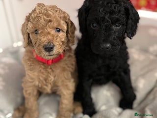 Cavapoochon dogs Cavapoochon - Advert 2