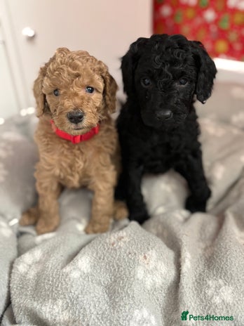 Cavapoochon dogs Cavapoochon - Advert 7