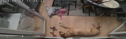 Mixed Breed dogs for adoption: Piglet is looking for a home! in Littleborough - Advert 10