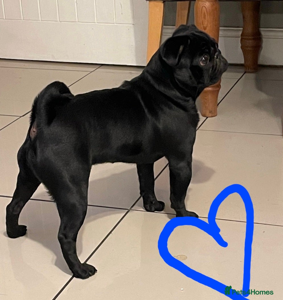 Pug dogs 6 Stunning Pug puppies, 5* Council License breeder - Advert 2
