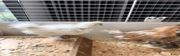 Chickens poultry for sale: 6 days old chicks ,brahma ,araucana ,bluebelle  - Advert 3
