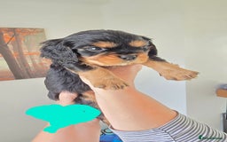 Cavalier King Charles Spaniel dogs for sale: Gorgeous  Cavalier King Charles  Puppies forsale . - Image 4