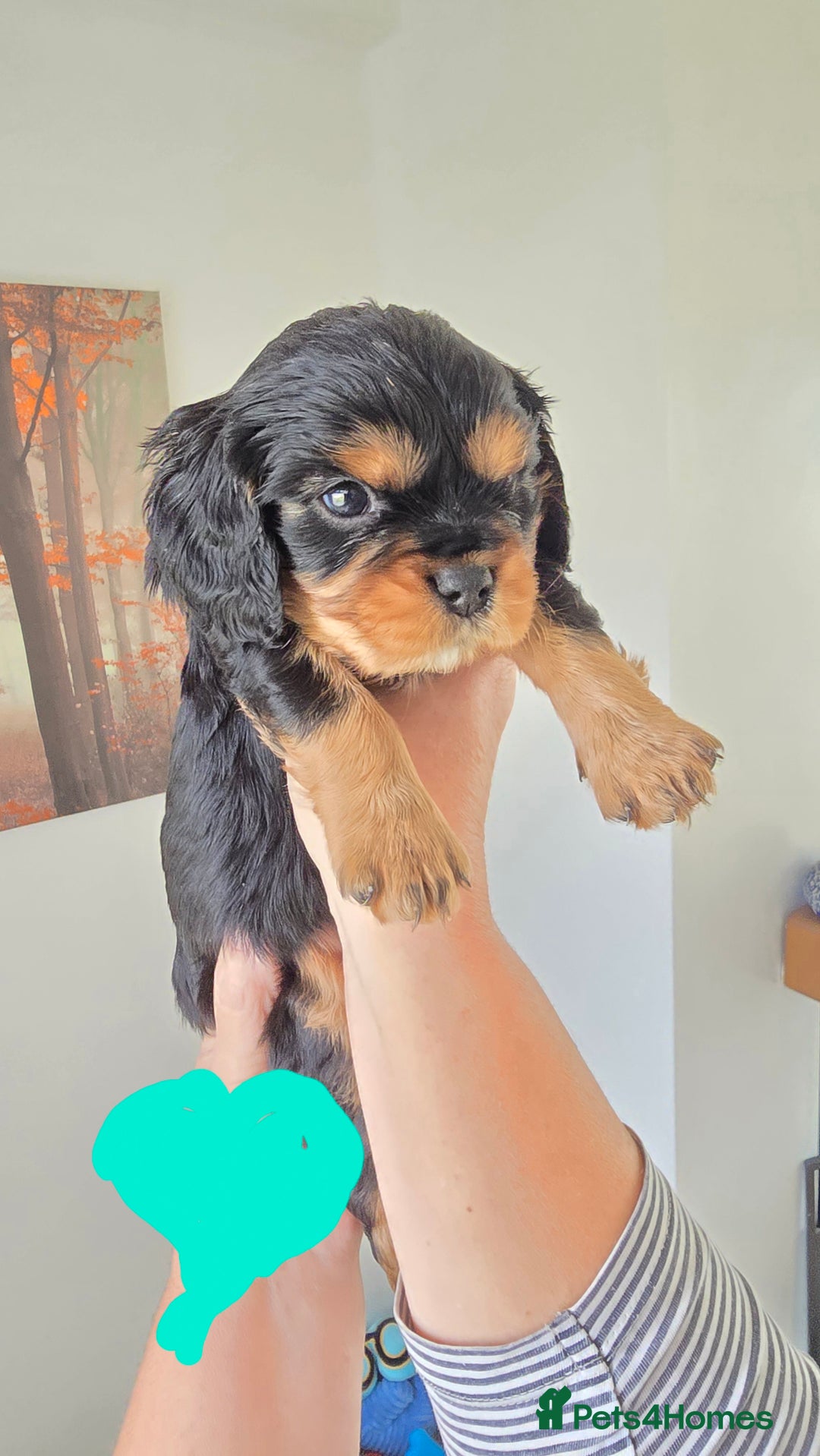 Cavalier King Charles Spaniel dogs for sale: Gorgeous  Cavalier King Charles  Puppies forsale . - Image 4