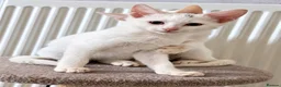 Mixed Breed cats for sale: Stunning litter- Khao Manee/Domestic Shorthair mix - Advert 5