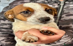 Jack Russell dogs for sale: Kennel Club Registered Jack Russell Terrier Pups - Image 22