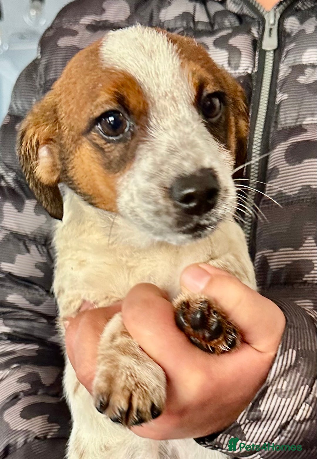 Jack Russell dogs for sale: Kennel Club Registered Jack Russell Terrier Pups - Image 22