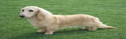 Miniature Dachshund dogs for sale: Pure English Cream Miniature Dachshund  - Advert 7