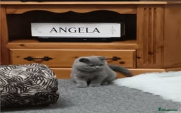 British Shorthair cats for sale: British shorthairs from  champion  line's  - Image 4