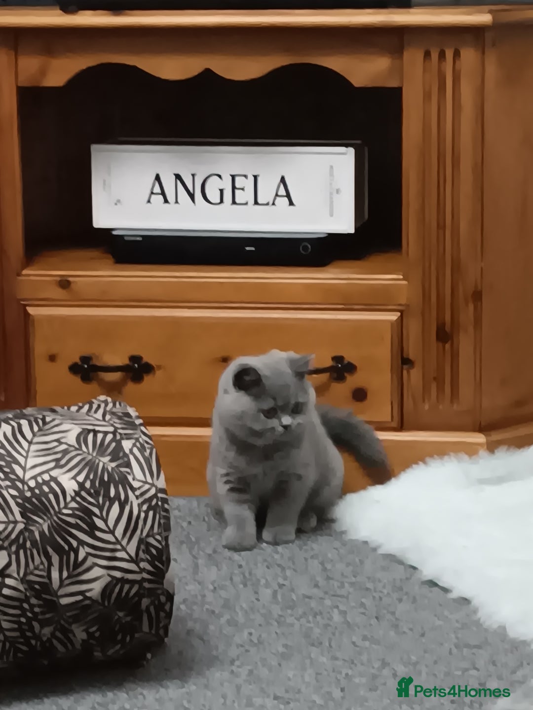 British Shorthair cats for sale: British shorthairs from  champion  line's  - Image 4