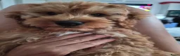 Cockapoo dogs for sale: Dog for sale in Haywards Heath - Advert 8