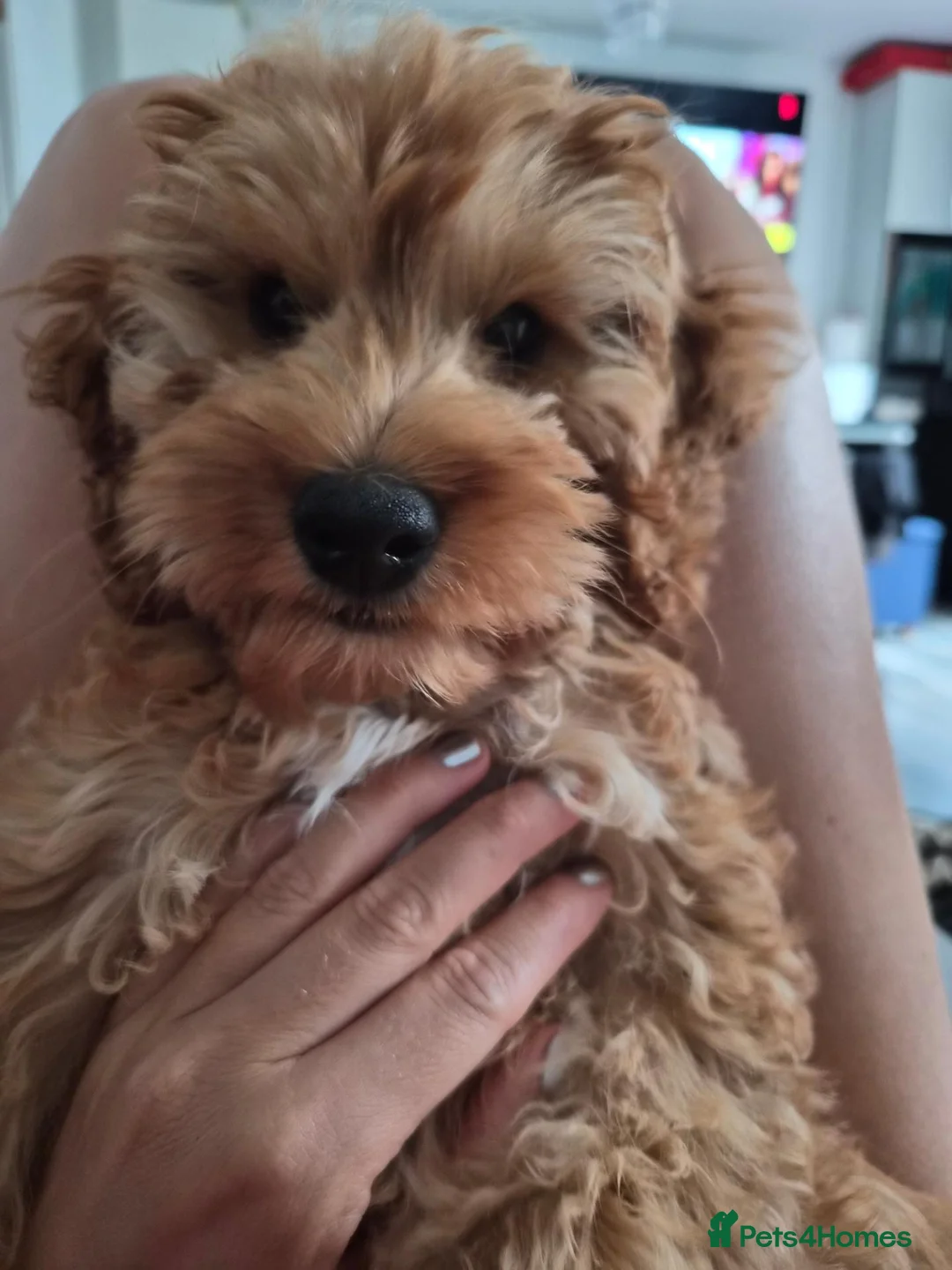 Cockapoo dogs for sale: Dog for sale in Haywards Heath - Advert 8