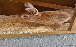 Netherland Dwarf rabbits for sale: Netherland dwarf rabbit  - Image 6