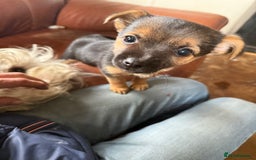 Mixed Breed dogs for sale: Tiny and beautiful  - Image 7