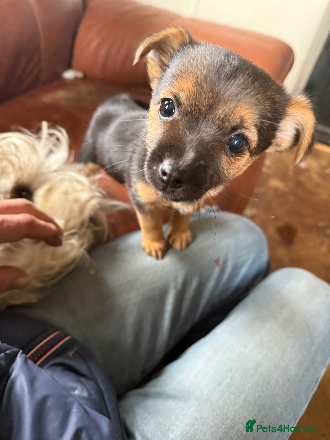 Mixed Breed dogs for sale: Tiny and beautiful  - Image 7