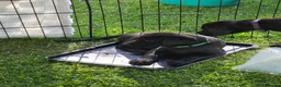 Labrador Retriever dogs for sale: KC FTCh Black Lab Boys - Elite Quality, Ready Now - Advert 19