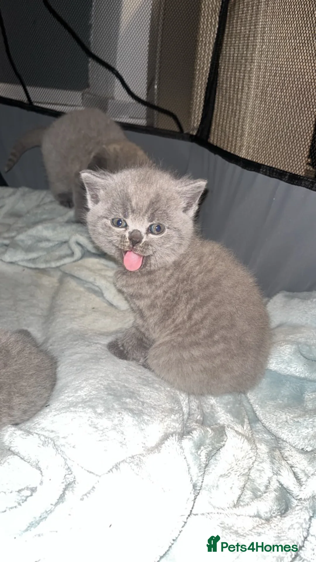 British Shorthair cats for sale: Beautiful British Shorthair Kittens  in Coventry - Advert 9