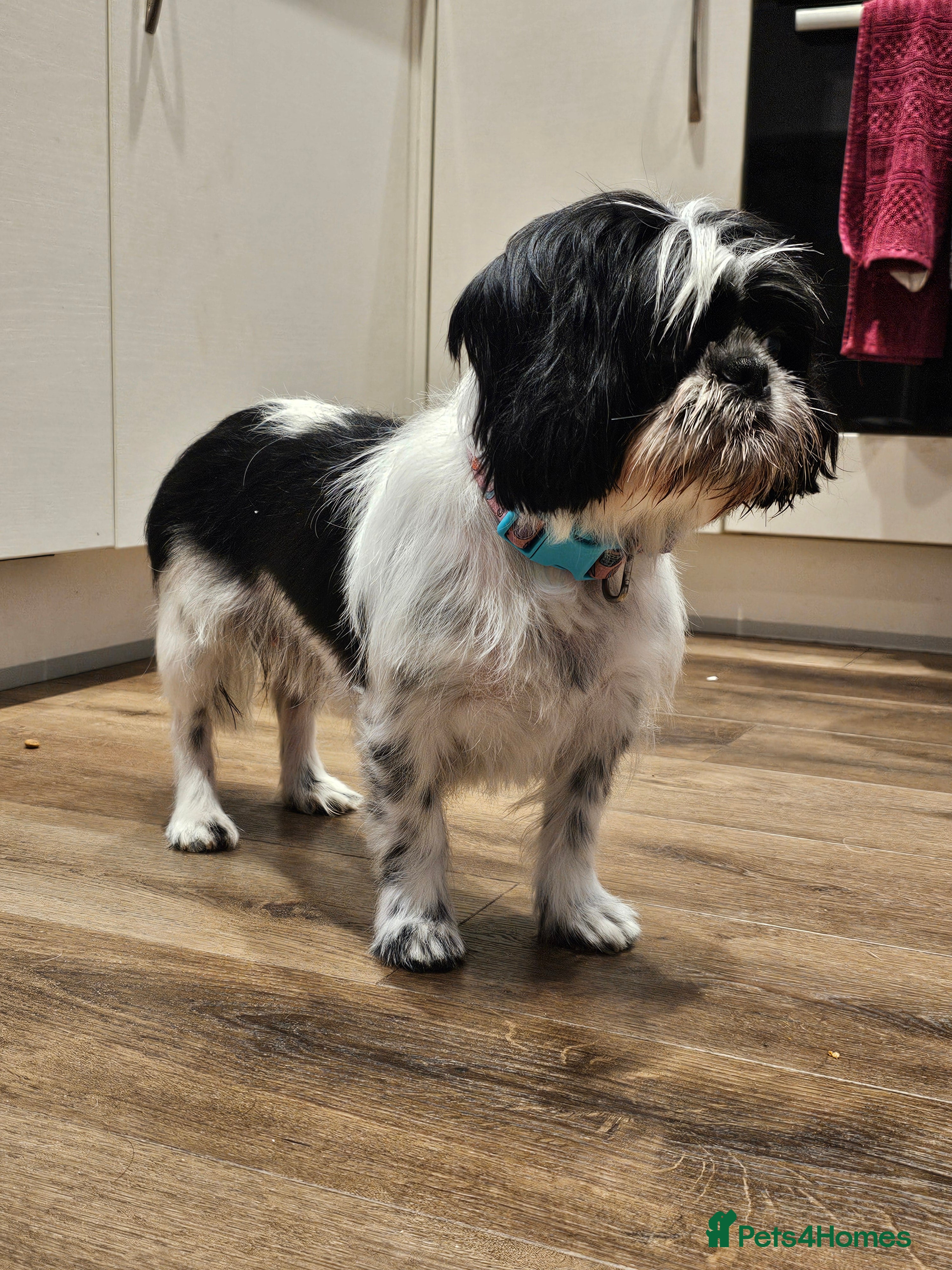 Shih Tzu dogs 💞ADULT SHIH TZU 💞 - Advert 1