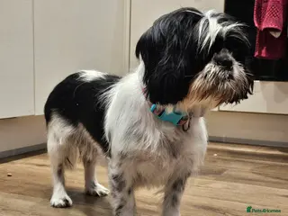Shih Tzu dogs 💞ADULT SHIH TZU 💞 - Advert 1