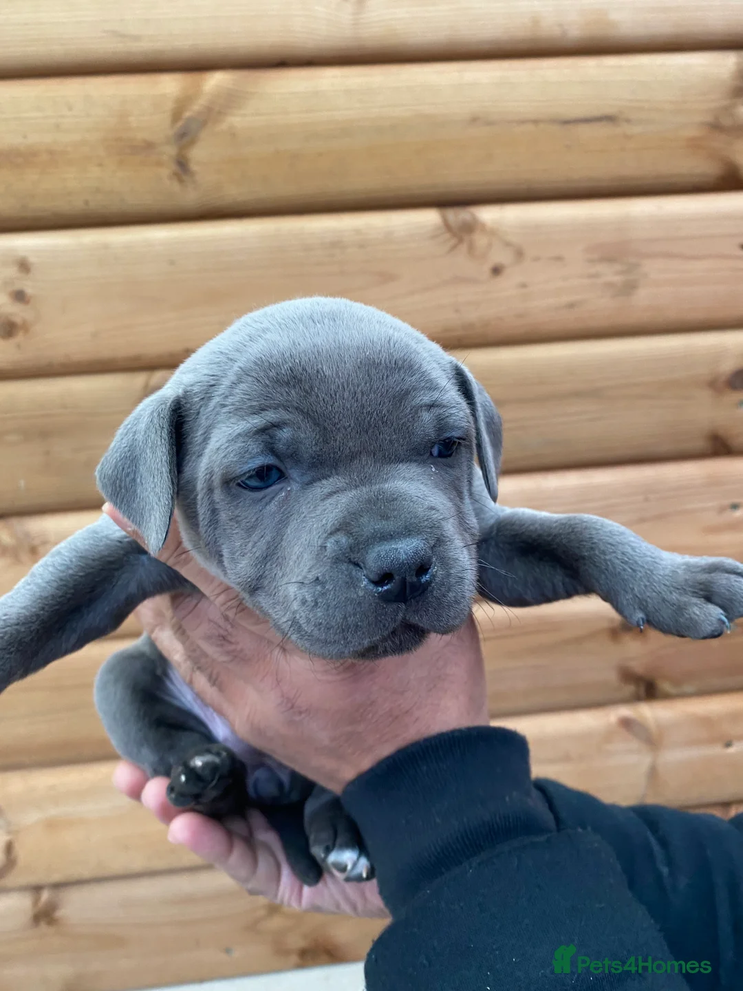 Staffordshire Bull Terrier dogs for sale: 🐾🐾SBT puppies for sale 🐶🐶 - Advert 5