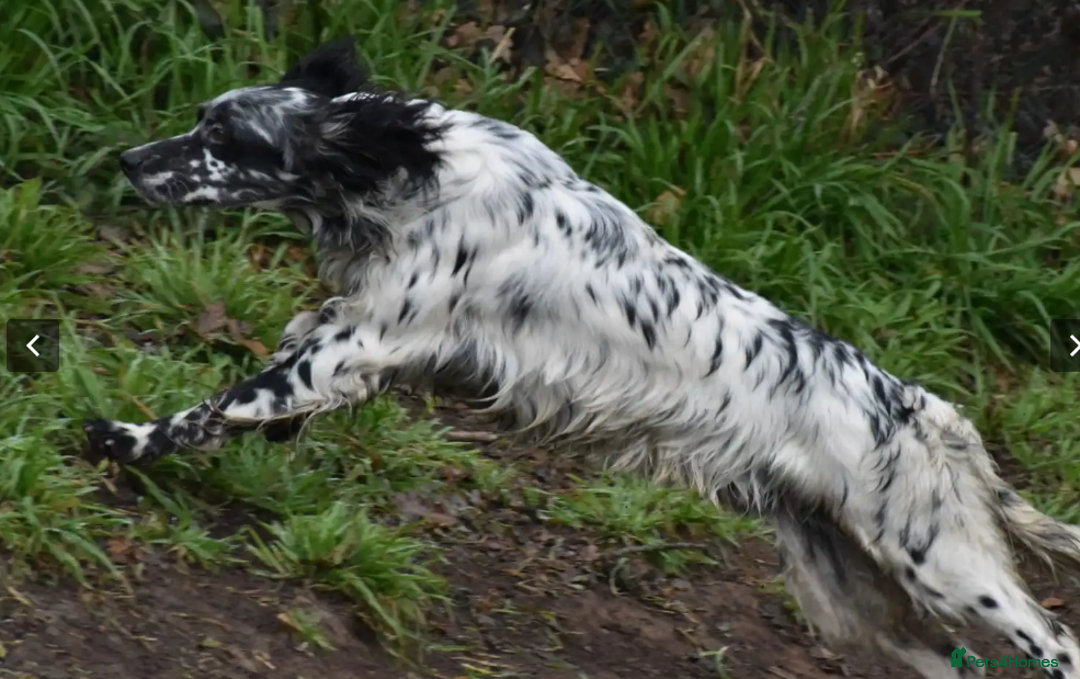 English Setter dogs for adoption: Rock  - Advert 20