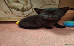 Domestic Shorthair cats for sale: ✨️ Beautiful 2 kittens 🩷🩵 Ready for homes now ✨️ - Image 8