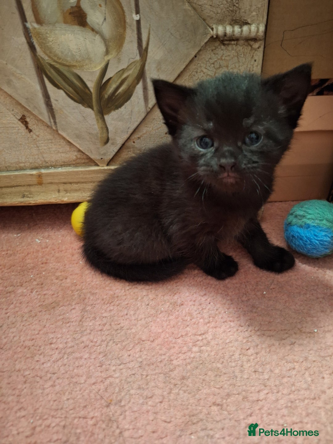 Domestic Shorthair cats for sale: ✨️ Beautiful 2 kittens 🩷🩵 Ready for homes now ✨️ - Image 8