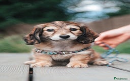 Miniature Dachshund dogs for sale: CREAM MINIATURE DACHSHUNDS CHAMPION PEDIGREE  - Image 27
