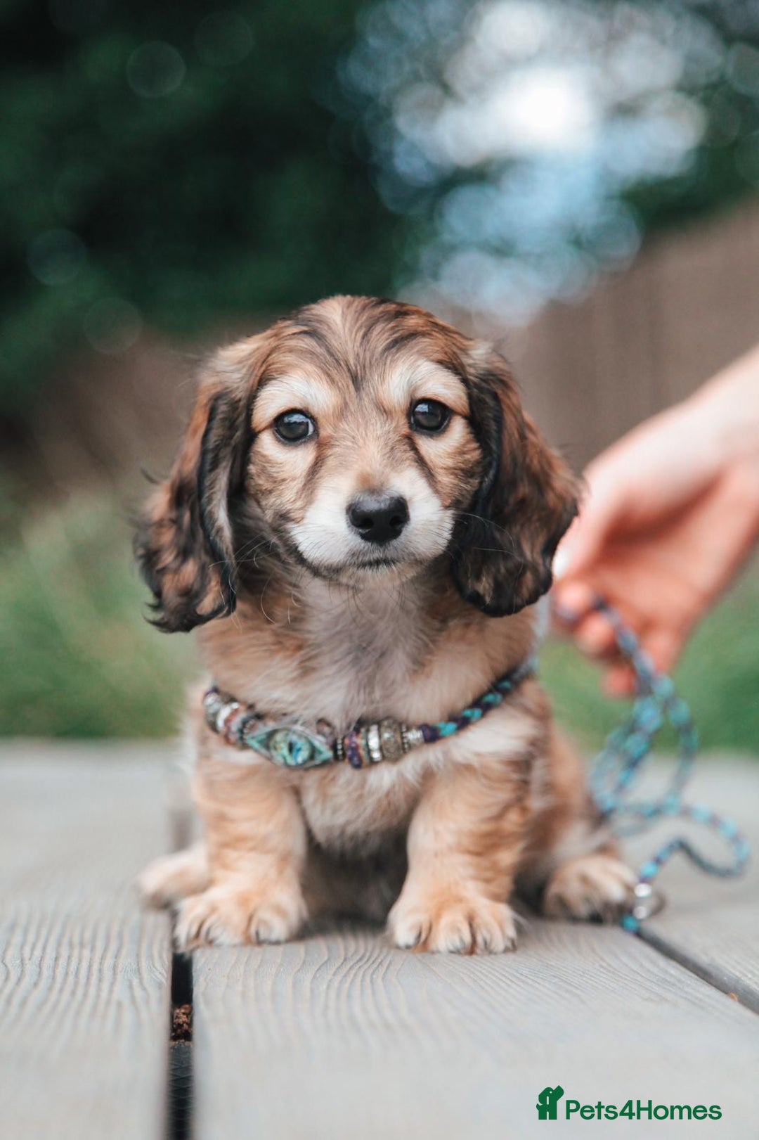 Miniature Dachshund dogs for sale: CREAM MINIATURE DACHSHUNDS CHAMPION PEDIGREE  - Image 27