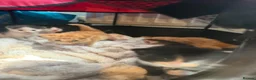 Mixed Breed cats for sale: 5 kittens for sale in Littlehampton - Advert 5