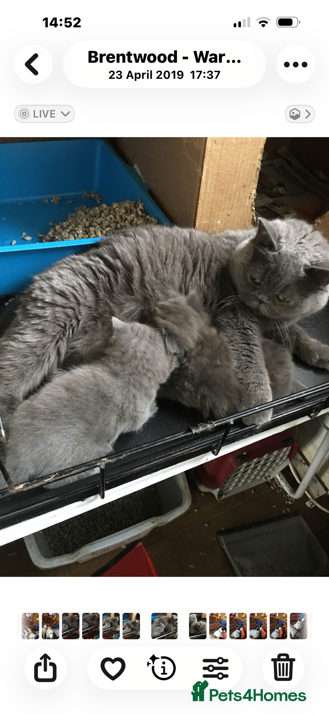 British Shorthair cats for sale: British Blue Pedigree Females - Advert 12