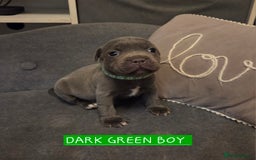 Staffordshire Bull Terrier dogs for sale: LAST 2 BLUE REGIMENT GIRLS  - Image 20