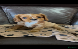 Cavalier King Charles Spaniel dogs for sale: Beautiful Cavalier King Charles Spaniel Puppies - Image 3