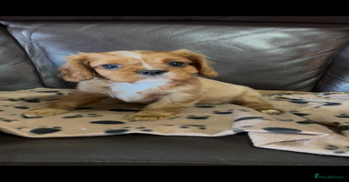 Cavalier King Charles Spaniel dogs - Advert 10