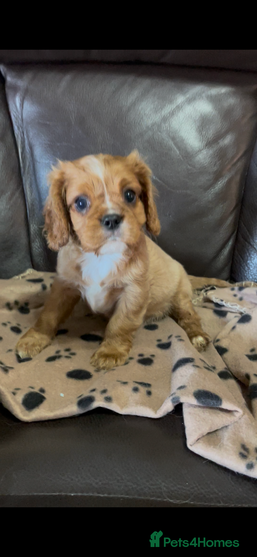 Cavalier King Charles Spaniel dogs for sale: Beautiful Cavalier King Charles Spaniel Puppies - Image 3