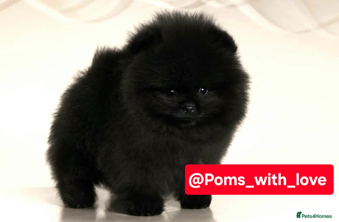 Pomeranian dogs for sale: Pomeranian 1 boy left 🤍 40+🏆lines - Advert 1